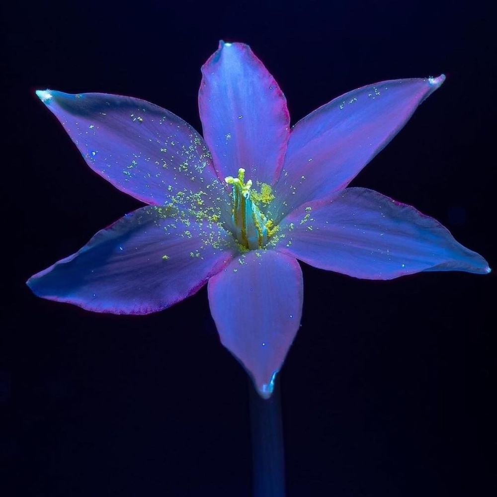 Meet your Posher, Zay